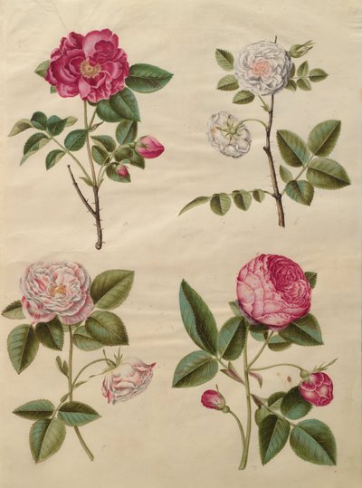 Rosa gallica by Johannes Simon Holtzbecher
